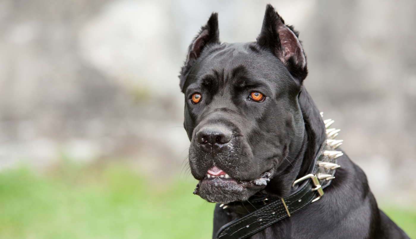 Presentaron un proyecto de ley para prohibir los perros peligrosos en Córdoba | Córdoba