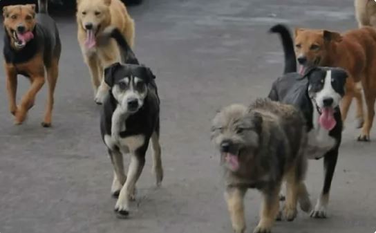 Denuncian la muerte de 100 mascotas por intoxicación con un agrotóxico en Corrientes | Actualidad