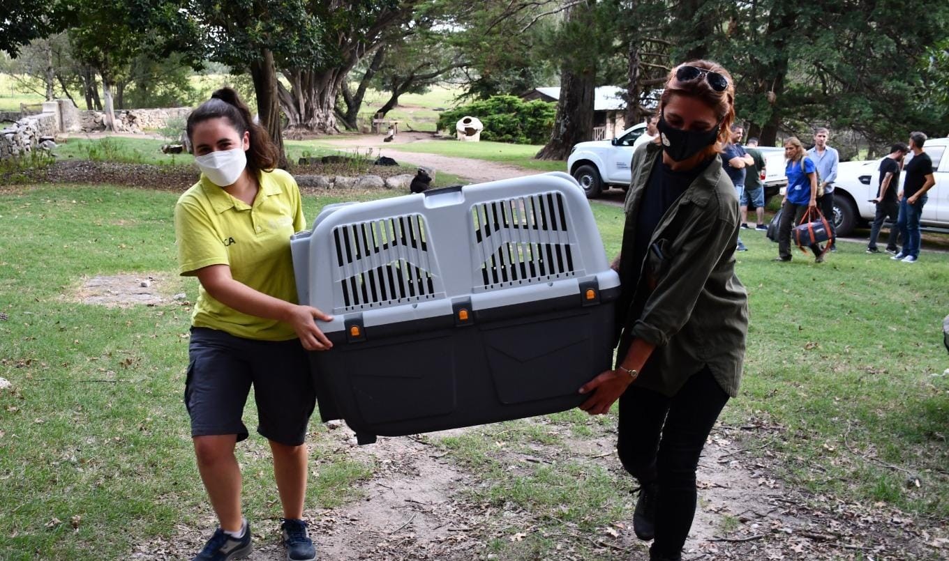 Córdoba: trasladaron a tres monos rescatados del cautiverio ilegal | Córdoba