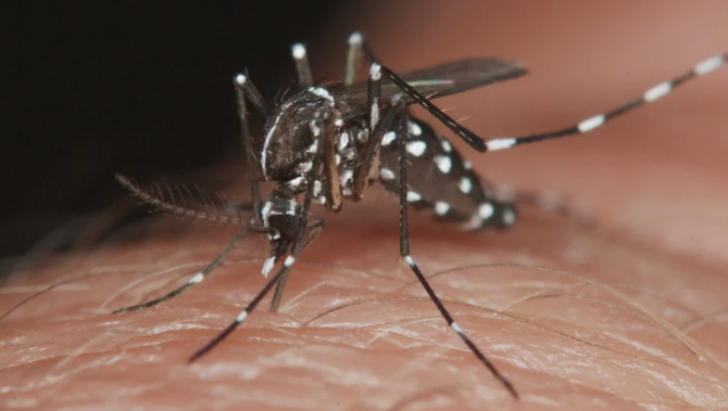 Dengue: se confirmaron dos fallecimientos en la provincia | Córdoba