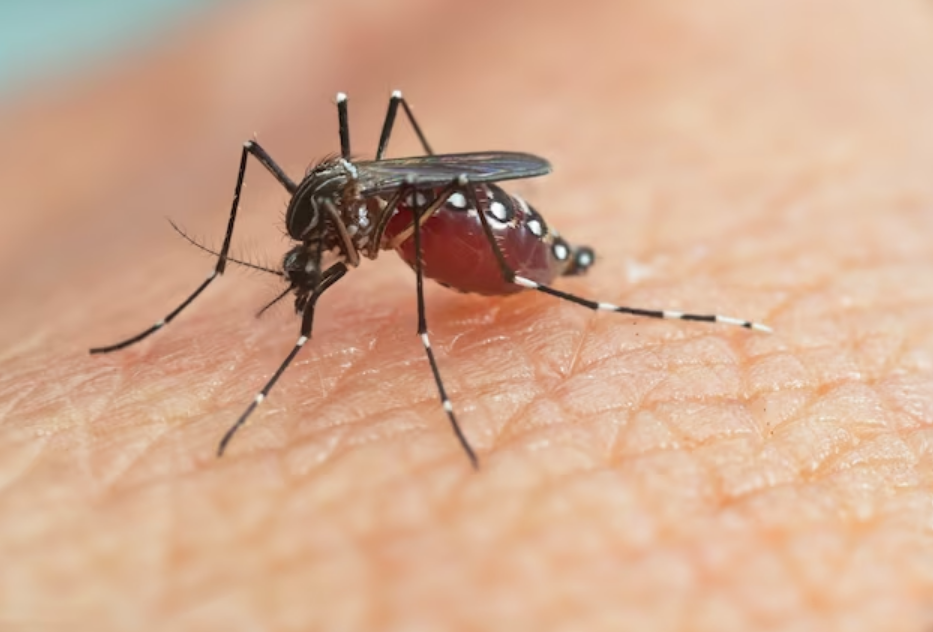 Dengue en ascenso: San Francisco destaca entre las ciudades cordobesas con alta circulación | Córdoba