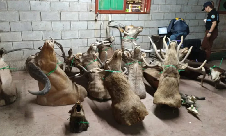 Ezeiza: secuestraron cráneos y cuerpos disecados de ciervos en un taller clandestino | Actualidad