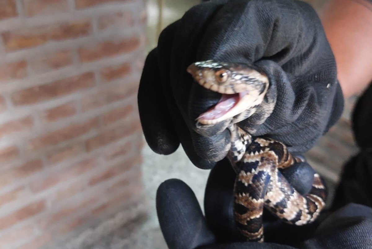 Santa Fe: encontraron una serpiente en una escuela | Actualidad