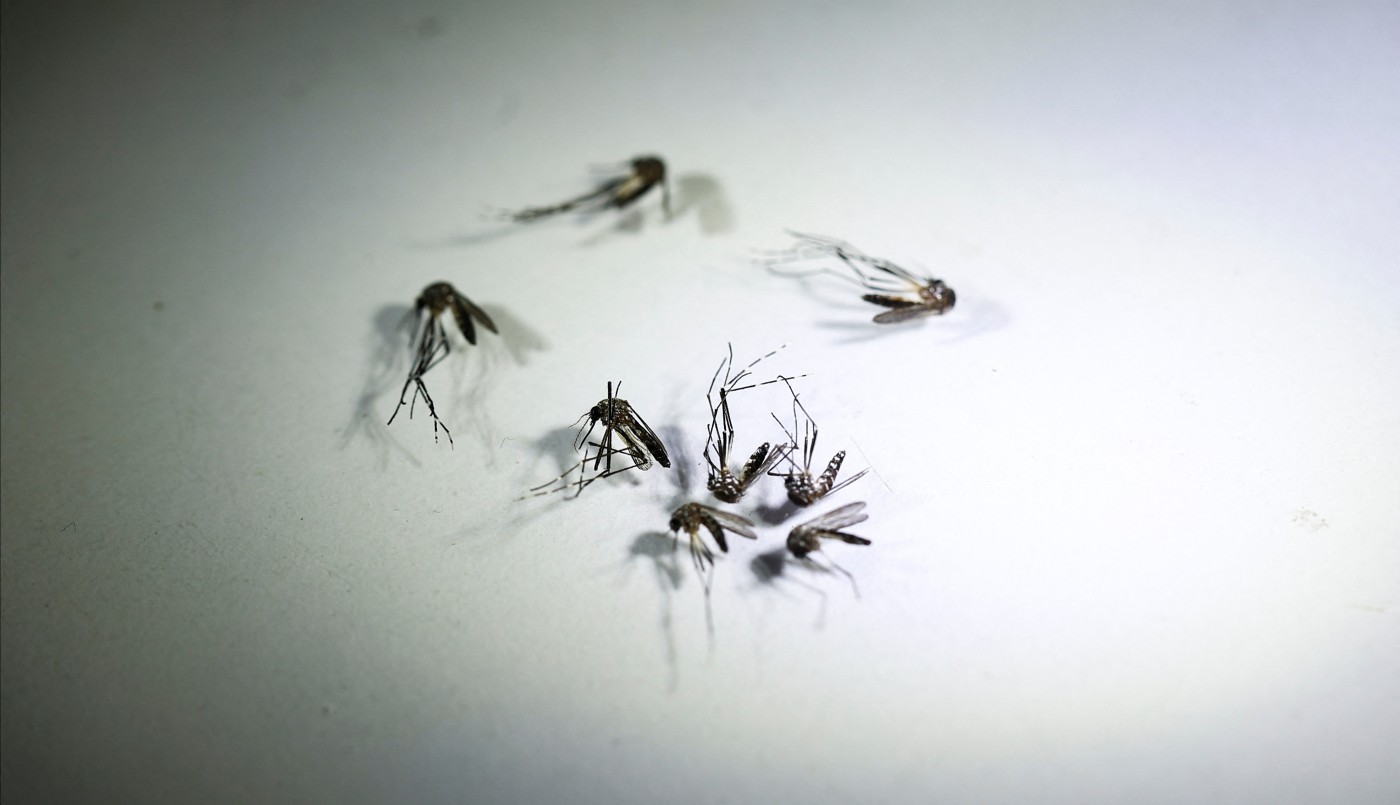 Vacuna contra el dengue: el Gobierno rechazó "presiones" para "apresurar" su aplicación | Actualidad