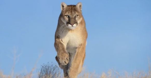 Alerta por la presencia de un puma suelto en la zona de Aeroparque | Actualidad