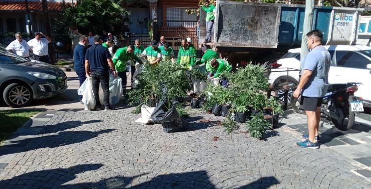 Amenazaron al intendente de San Isidro tras decomisar más de mil plantas de marihuana | Actualidad