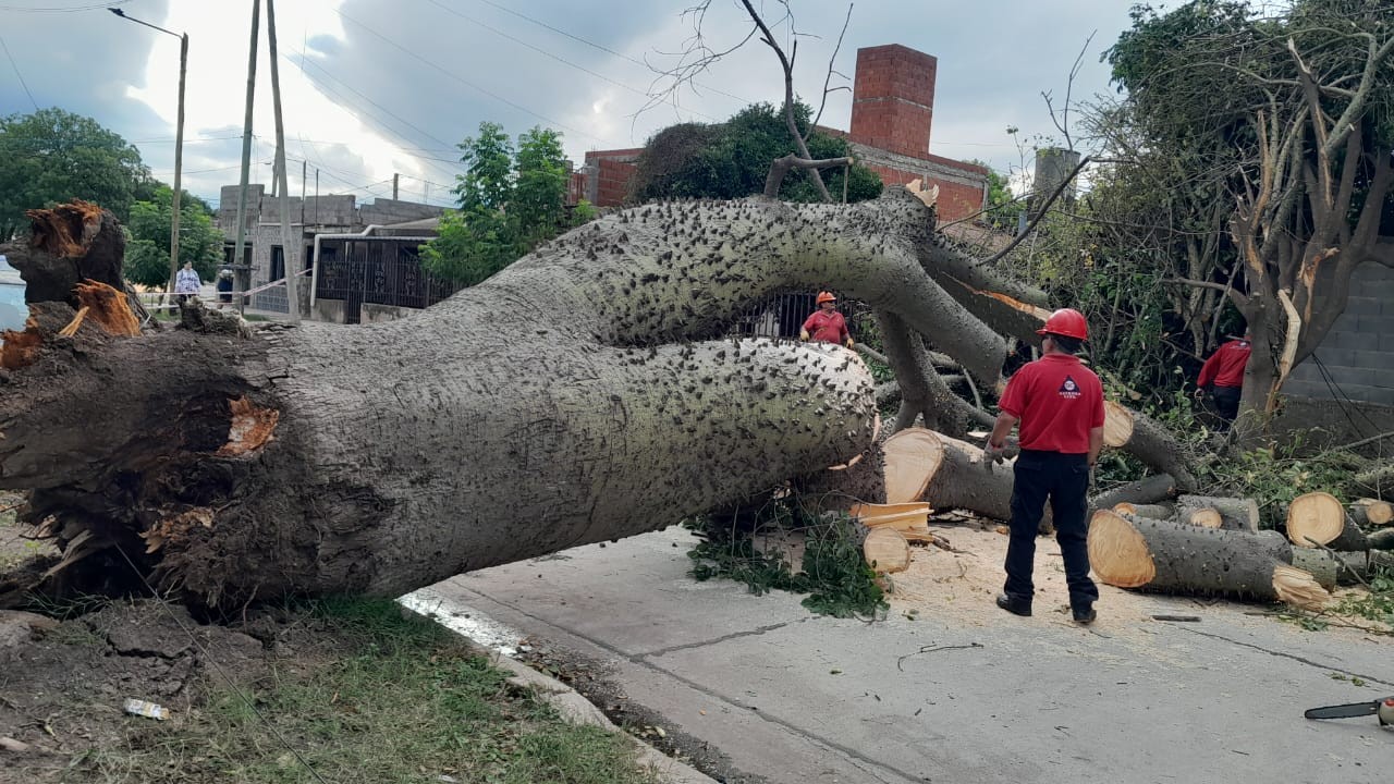 Se cayó un árbol de gran tamaño en Barrio Patricios | Córdoba