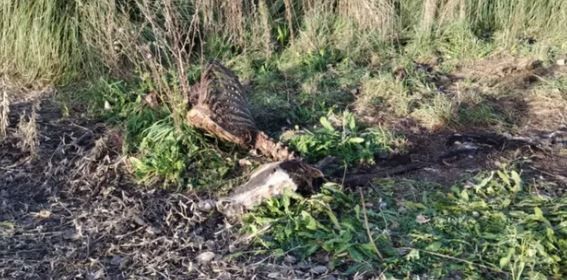 Imágenes sensibles: por la crisis faenan caballos para hacer milanesas, chorizos y hamburguesas | Actualidad