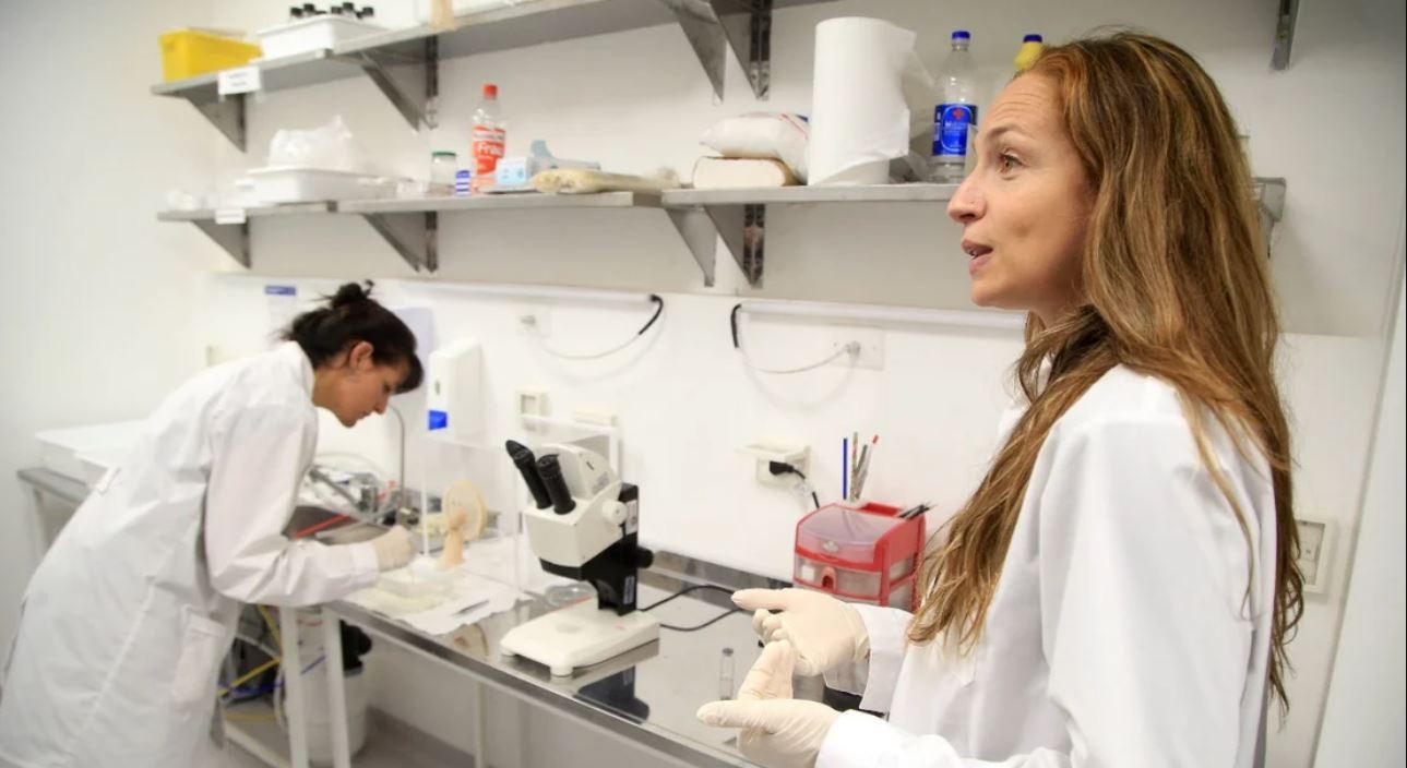 Dengue: un estudio del Malbrán desaconseja la fumigación ya que "los mosquitos muestran resistencia a los insecticidas" | Actualidad