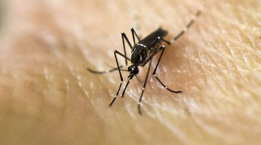 El dengue en la Argentina ya acumula más de 315 mil casos | Actualidad