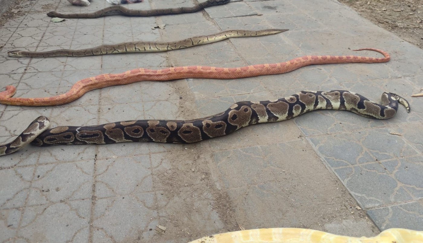 Descubrieron serpientes exóticas y ratones muertos en un contenedor de barrio Jardín | Córdoba