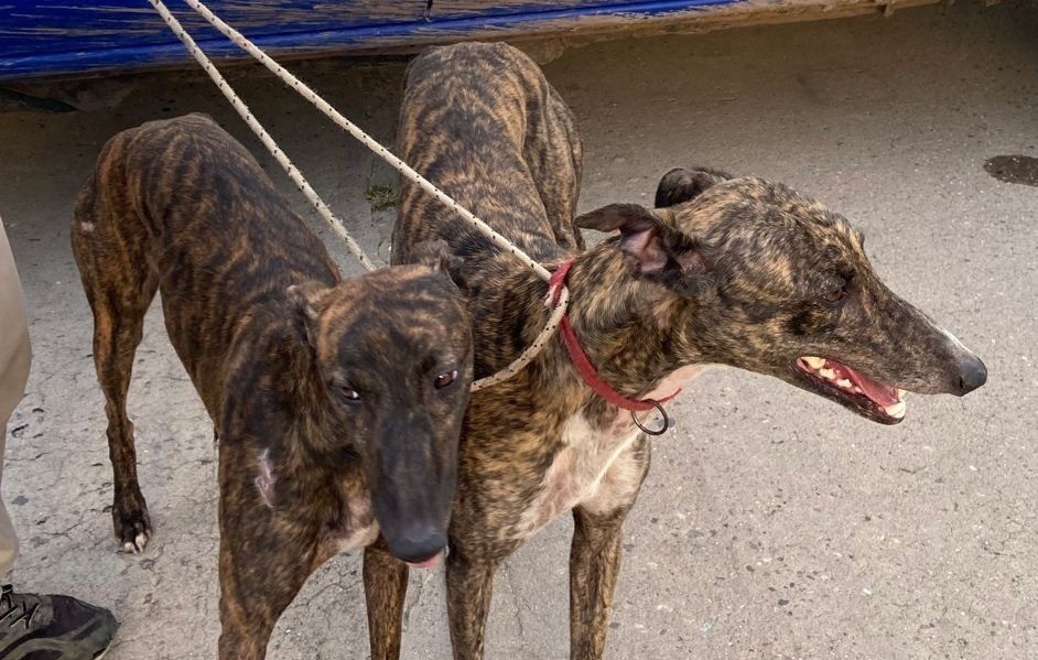 Córdoba: detenidos y secuestro de 10 galgos por presunta caza ilegal | Córdoba