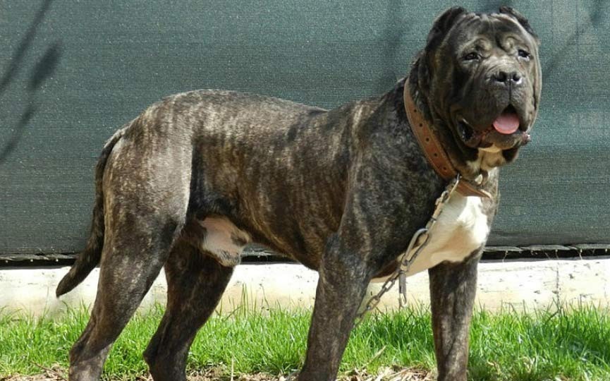 Un hombre sufrió graves heridas tras ser atacado por un perro en Alta Gracia | Córdoba