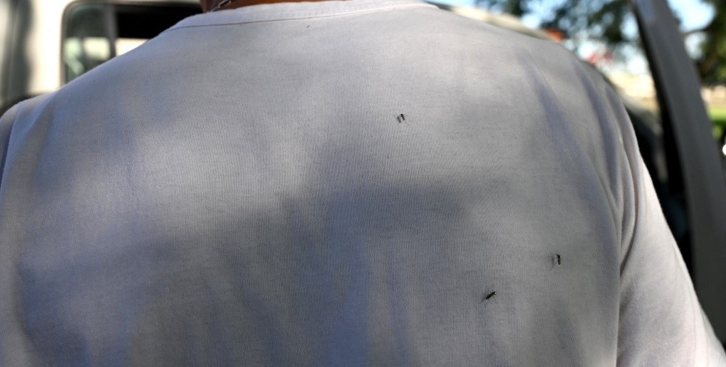 Dengue: confirmaron la primera muerte en Argentina por coinfección de dos serotipos diferentes | Actualidad