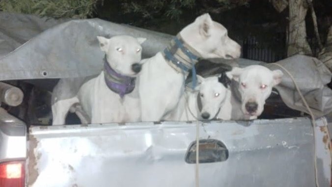 Córdoba: detenidos y cuatro perros de caza ilegal rescatados | Córdoba