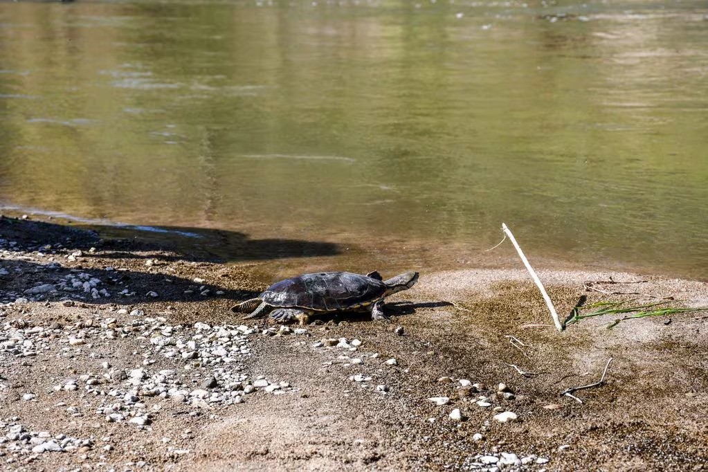 57 animales silvestres recuperados y liberados en Punilla | Córdoba