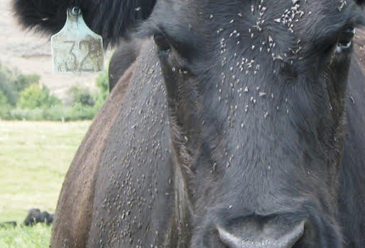Los mosquitos continúan representando una amenaza para el ganado en el norte de Córdoba | Córdoba