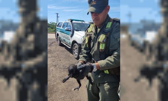 "Dance Monkey": rescataron a un pequeño mono carayá en un control vial en Chaco | Actualidad