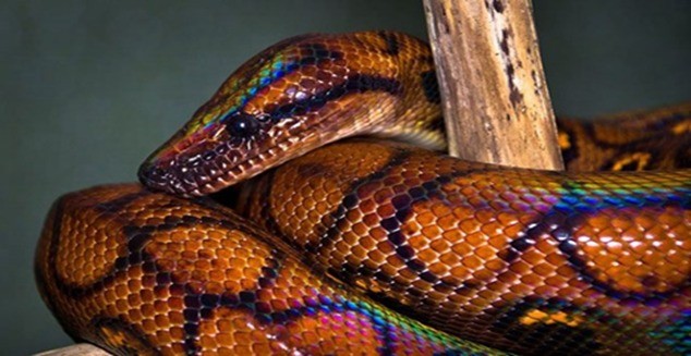Un cordobés encontró una serpiente en peligro de extinción | Córdoba