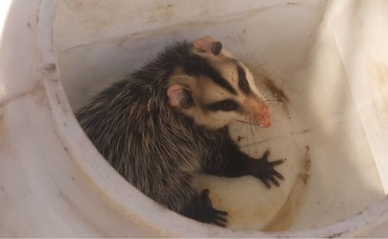 Video: insólito recate de una comadreja en una estación de servicio | Córdoba