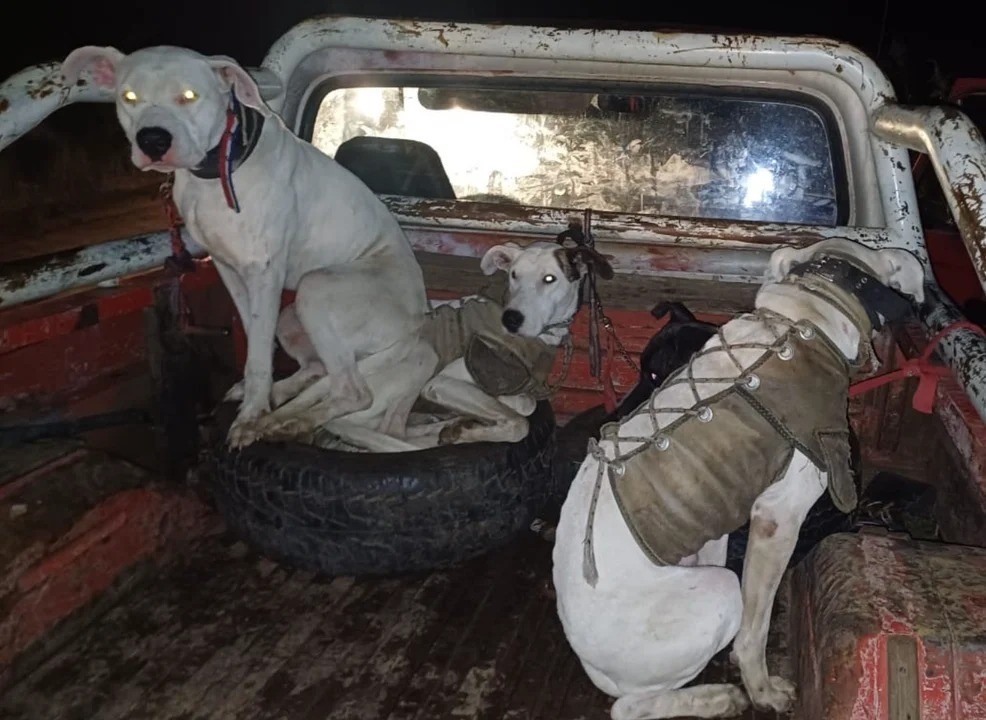 Dos jóvenes detenidos por realizar actividades de caza con Galgos | Córdoba