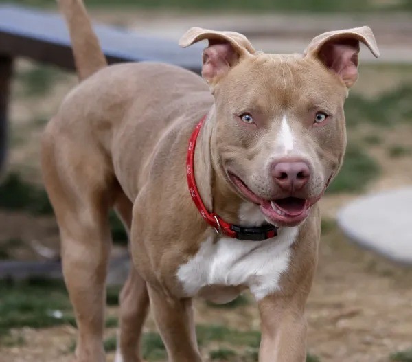 Un asolescente sufrió el ataque de un Pitbull | Córdoba