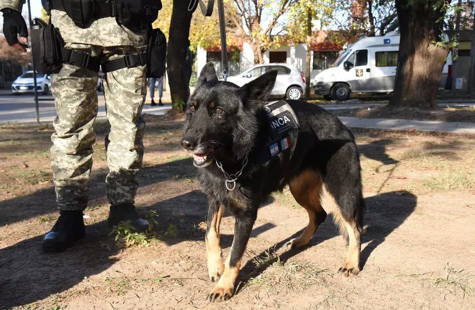 Meta cumplida: La perra agente más antigua del Servicio Penitenciario de Córdoba se jubila | Córdoba