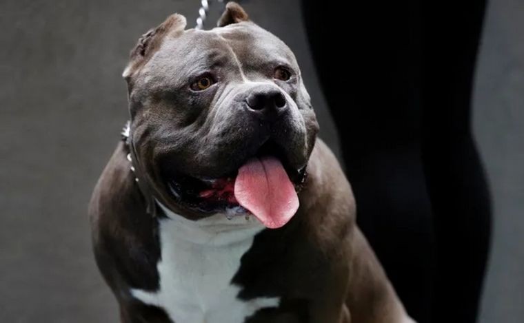 Un perro American Bully le mordió la cara a una nena de 2 años | Córdoba