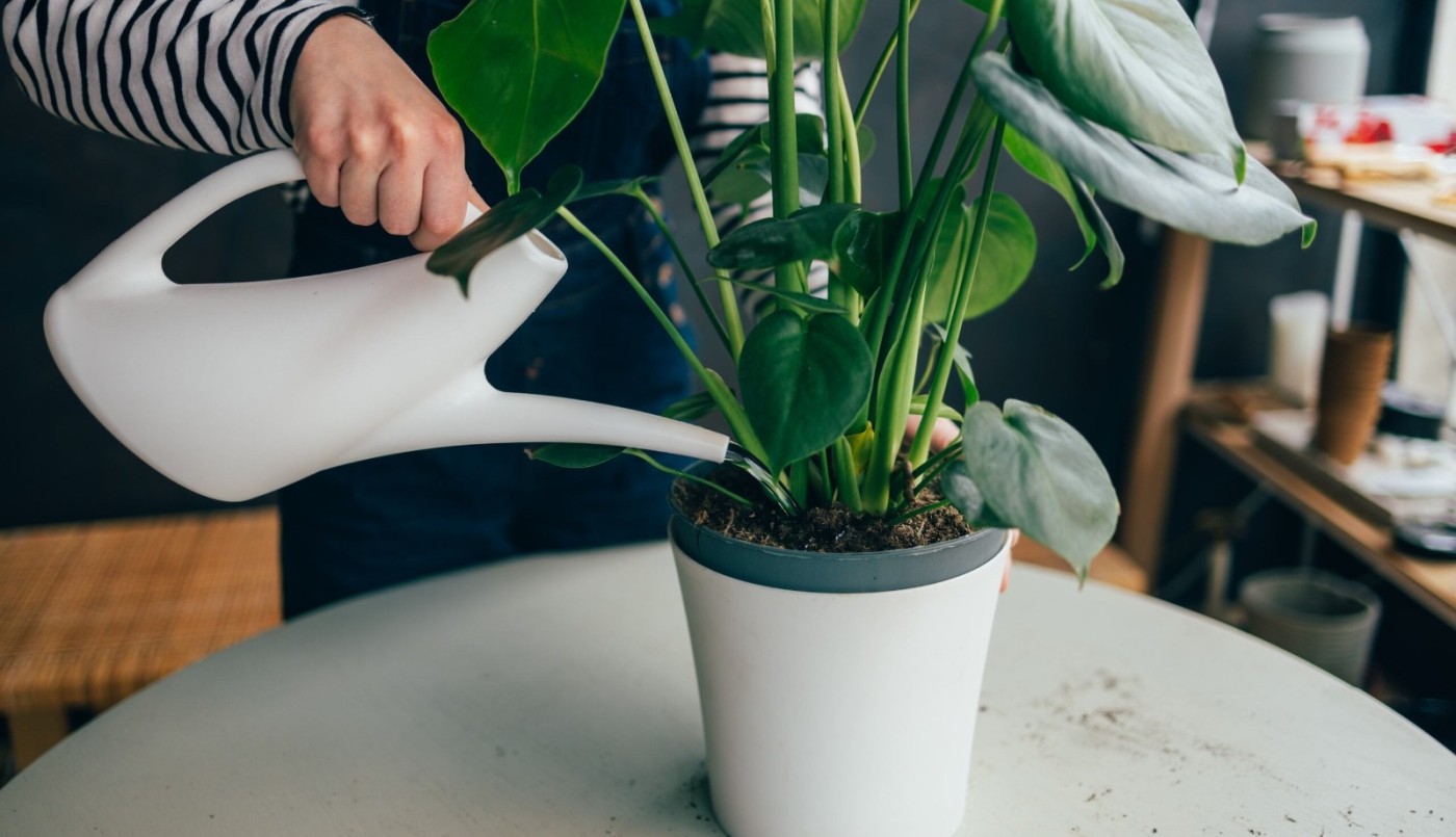 Guía práctica para el cuidado de las plantas en los meses de frío | Curiosidades