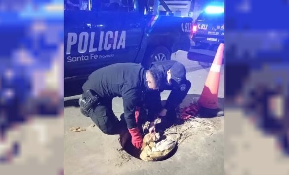 Salvaron a un perro que cayó a una boca de tormenta en Rosario | Actualidad