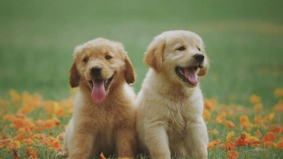 ¿Sueñan los perros y gatos? El estudio de Harvard sobre el sueño animal | Actualidad