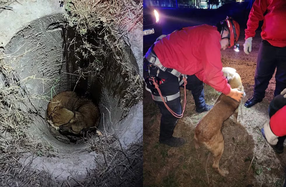 Villa Esquiú: bomberos rescataron un perro que cayó a un pozo de 2 metros de profundidad | Córdoba