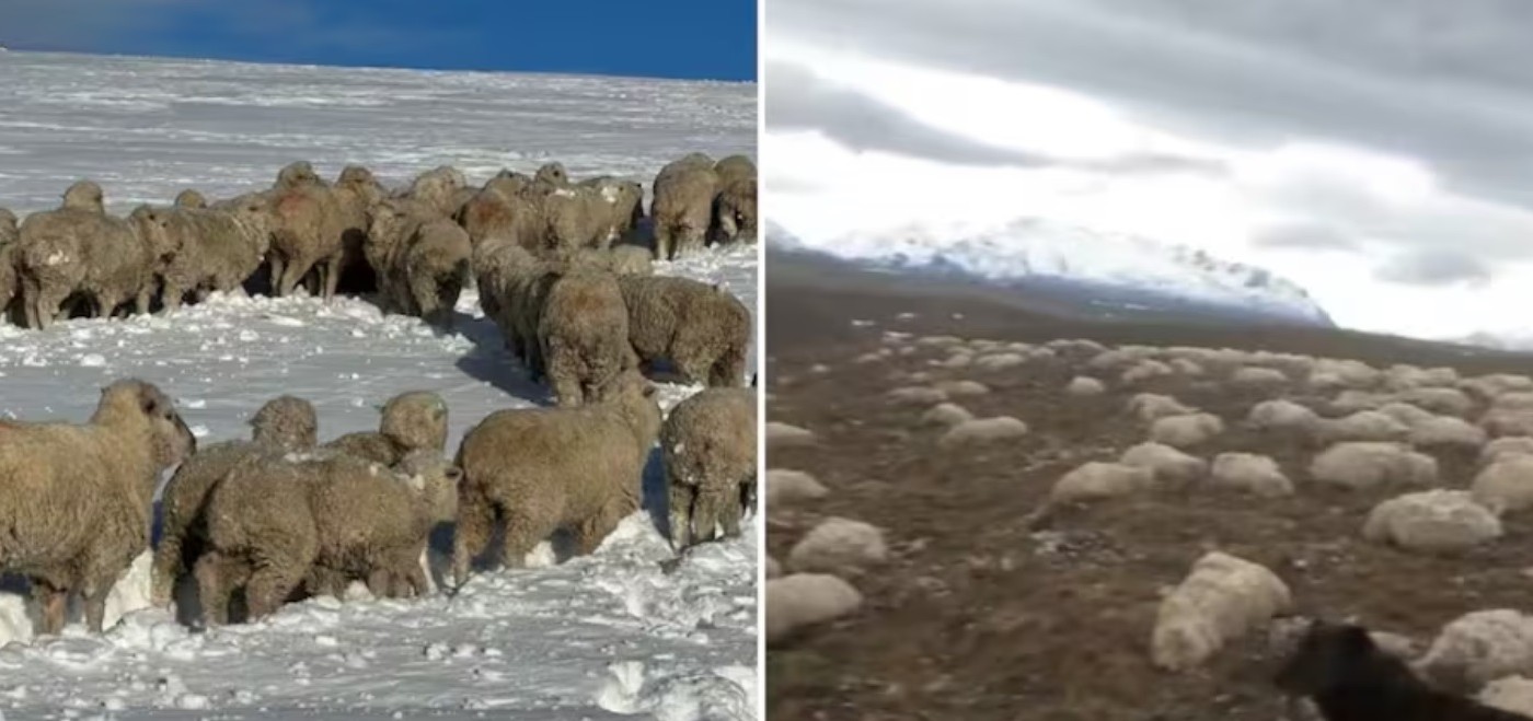 "Las ayudas llegaron tarde": se derritió la nieve en su campo y halló más de 2000 ovejas muertas | Actualidad
