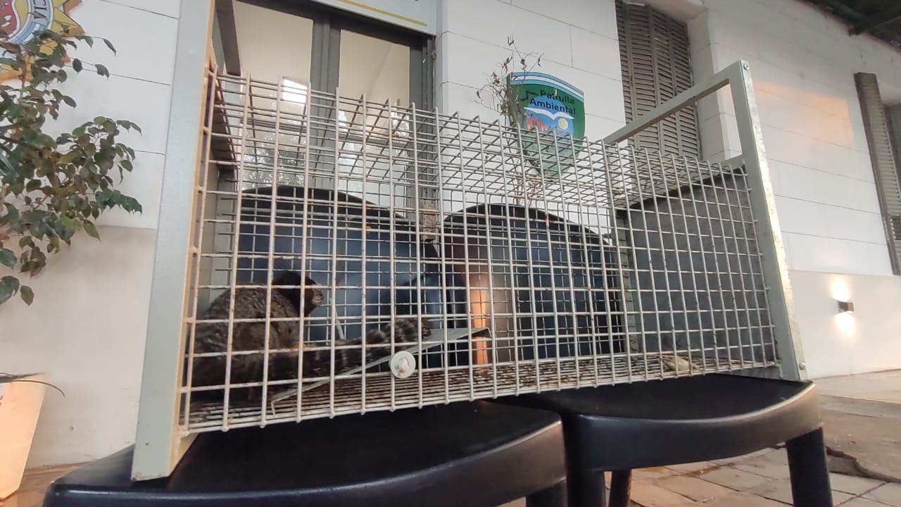 Rescataron al mono tití que se encontraba en una escuela de Córdoba | Córdoba