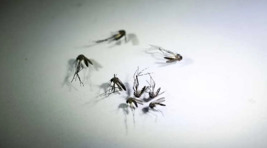 El Ministerio de Salud refuerza los cuidados durante el invierno para prevenir el dengue | Actualidad