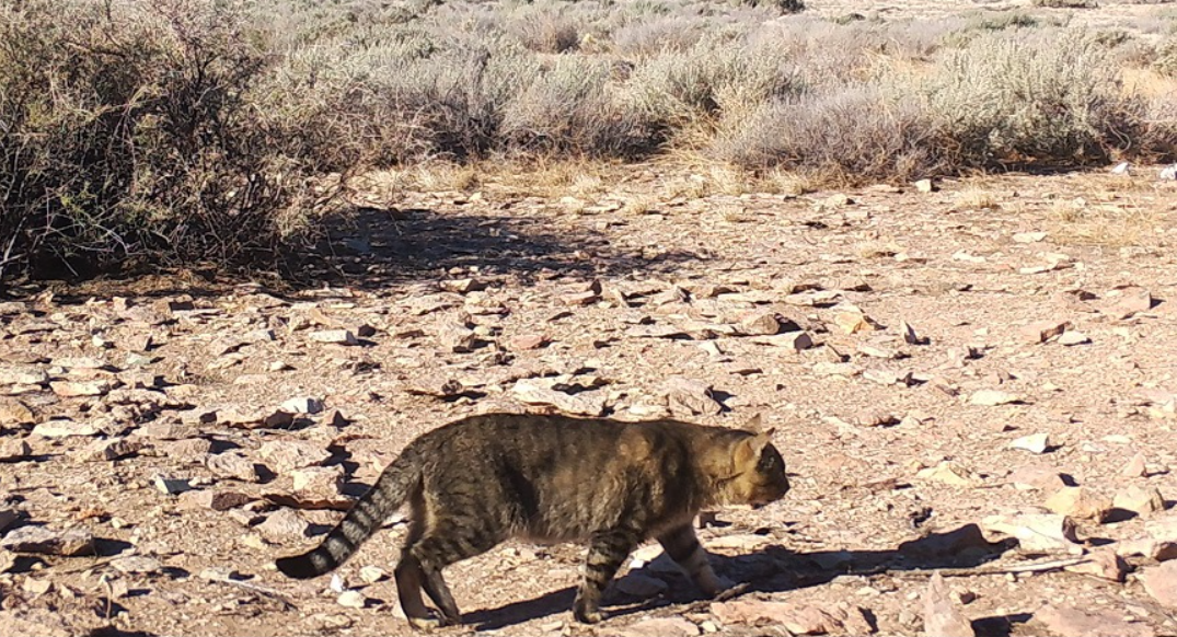 Científicos estudian en Chubut una población de gatos que vive aislada del ser humano | Actualidad