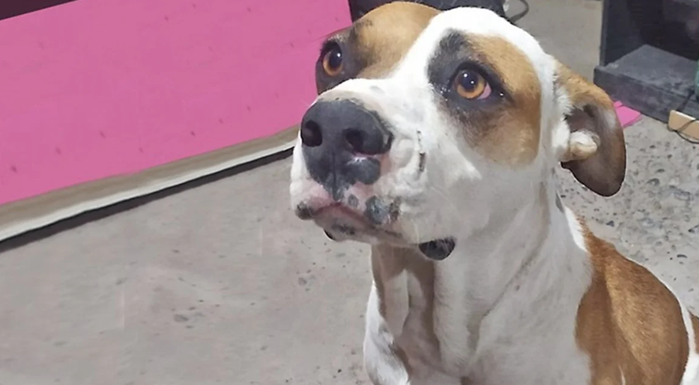 Tiroteo en Chubut: baleó a una familia y mató al perro | Actualidad