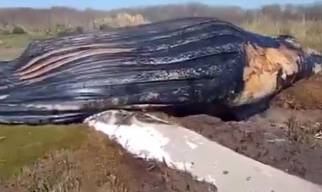 Encontraron a una ballena muerta en las costas del Río de la Plata | Actualidad