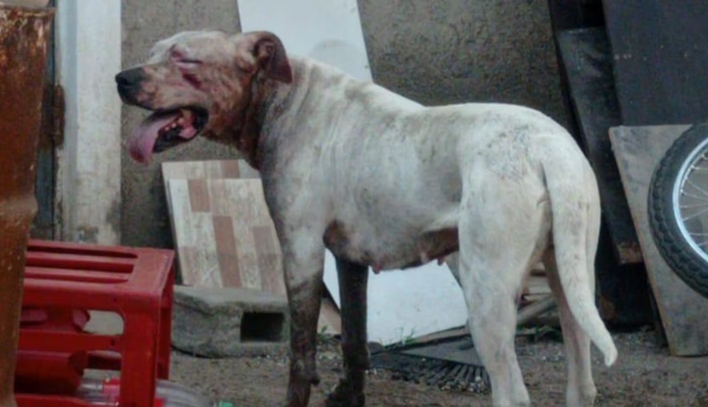 Un adolescente quiso separar a sus perros de una pelea y terminó internado tras ser atacado | Córdoba