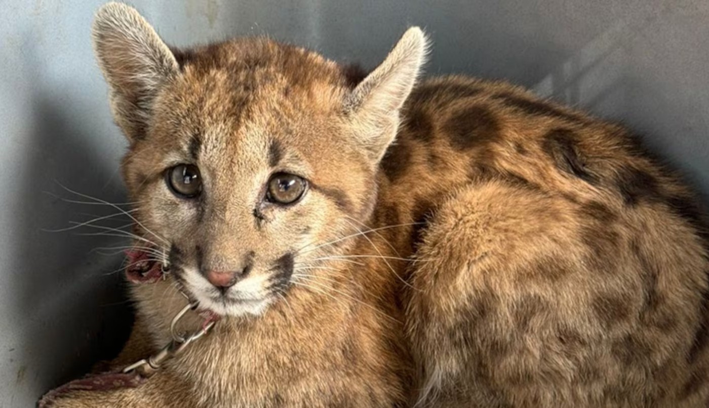 Traslasierra: rescataron a un cachorro de puma de una casa | Córdoba