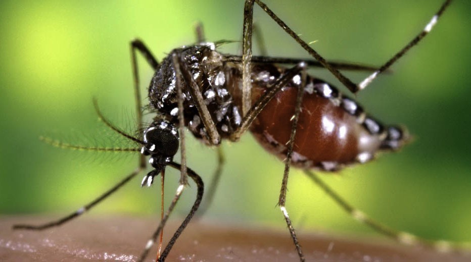 El Gobierno empezó a distribuir 160 mil vacunas contra el dengue | Actualidad