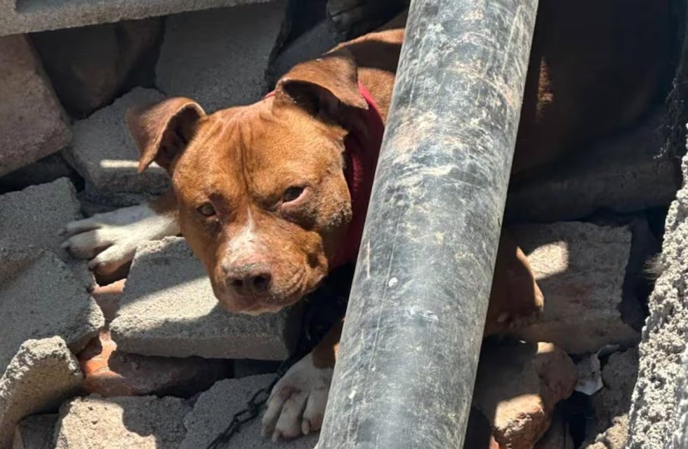 Córdoba: dos niños resultaron heridos tras ser atacados por un pitbull | Córdoba