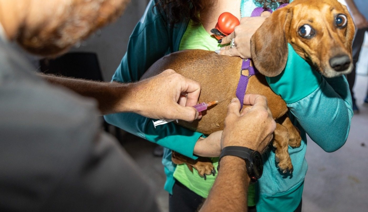 Vacunación gratuita para perros y gatos contra la rabia en Córdoba: cuándo y dónde será | Córdoba