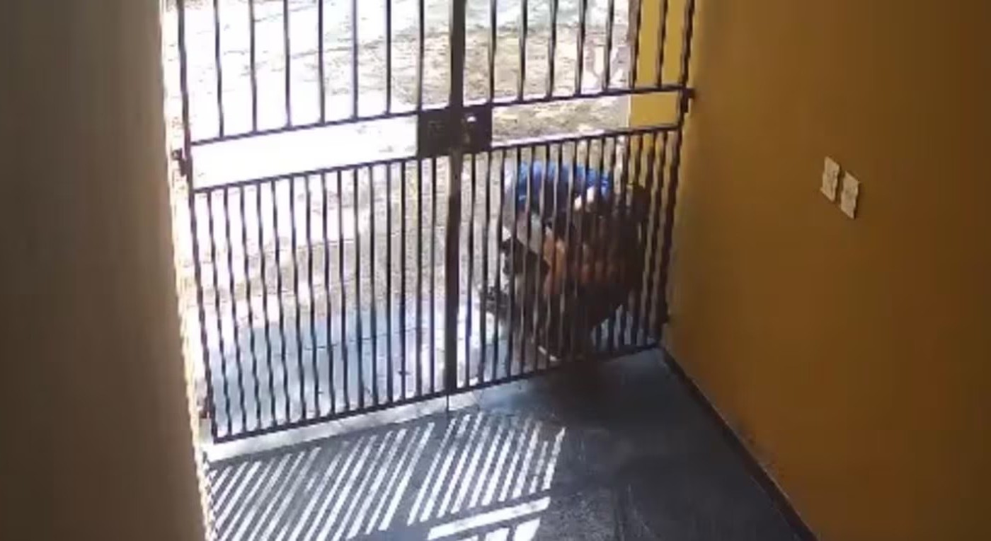 Un delincuente asaltó a una mujer y le arrancó un pedazo de oreja en barrio Observatorio | Córdoba