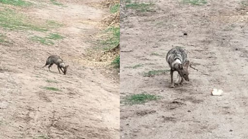 Luego del revuelo, no era un canguro, era un zorro enfermo | Córdoba