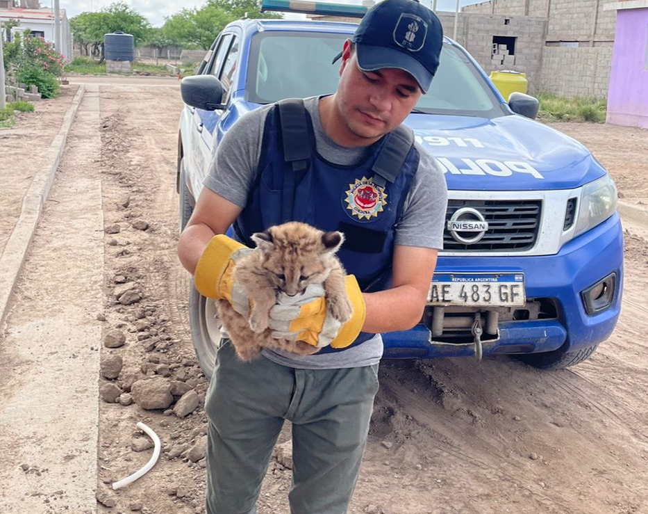 Córdoba: rescataron a una cría de puma en San Francisco del Chañar | Córdoba