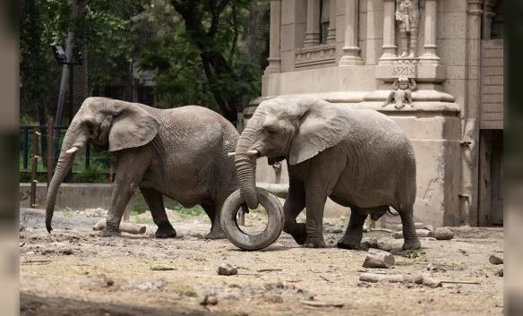 Murió Kuki, unas de las elefantas africanas | Actualidad