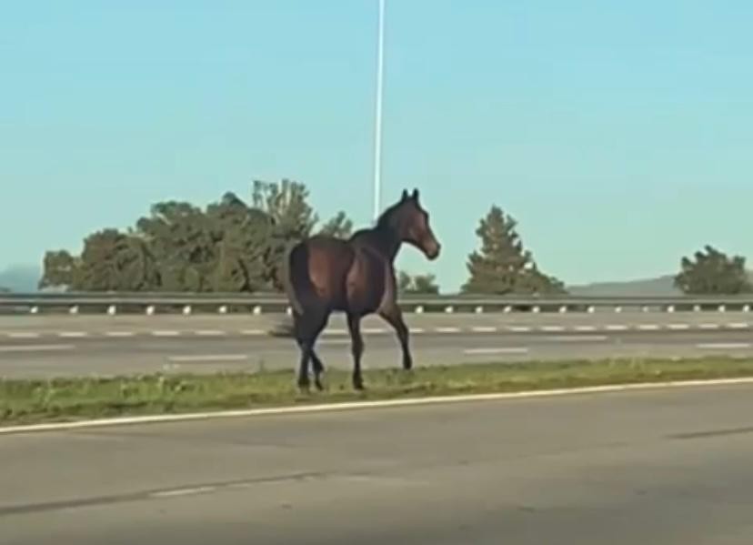 Video: un caballo suelto generó caos en avenida Circunvalación | Córdoba