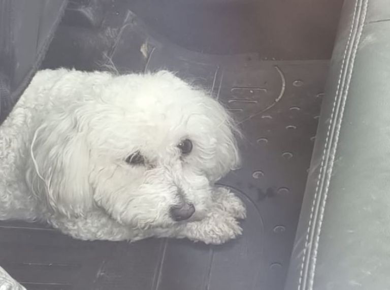 A plena luz del día: dejó encerrado a su perrito en una camioneta en el centro de Córdoba | Córdoba