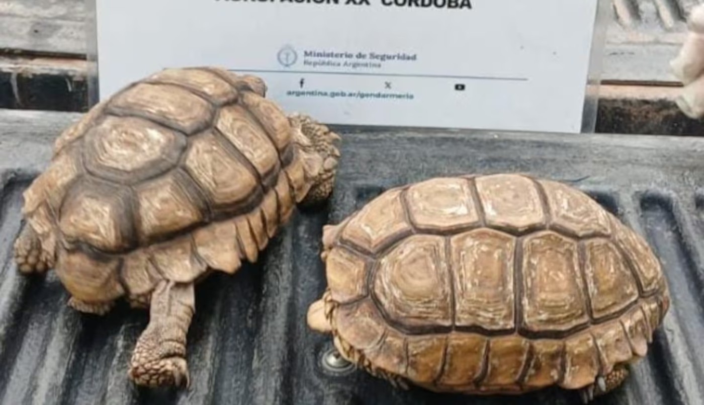 Un hombre llevaba tortugas desde Chaco hasta Río Cuarto y se las secuestraron para regresarlas a su hábitat | Córdoba